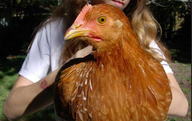 Home Remedies For Sick Chickens